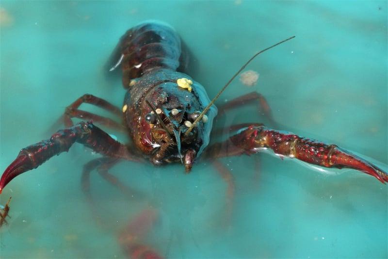 Lobster Thermidor